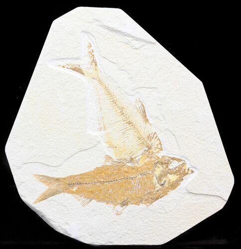 Diplomystus & Knightia Fossil Fish Plate - x #41064